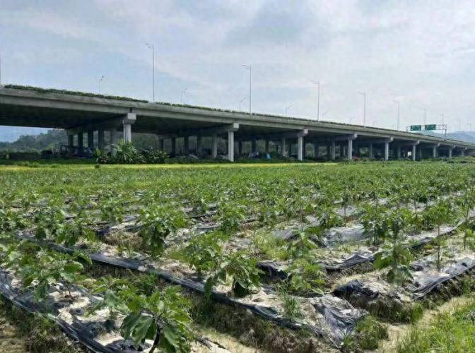 深圳蔬菜种植基地参观，深圳蔬菜种植基地参观时间。 深圳蔬菜种植基地参观，深圳蔬菜种植基地参观时间。 土壤施肥