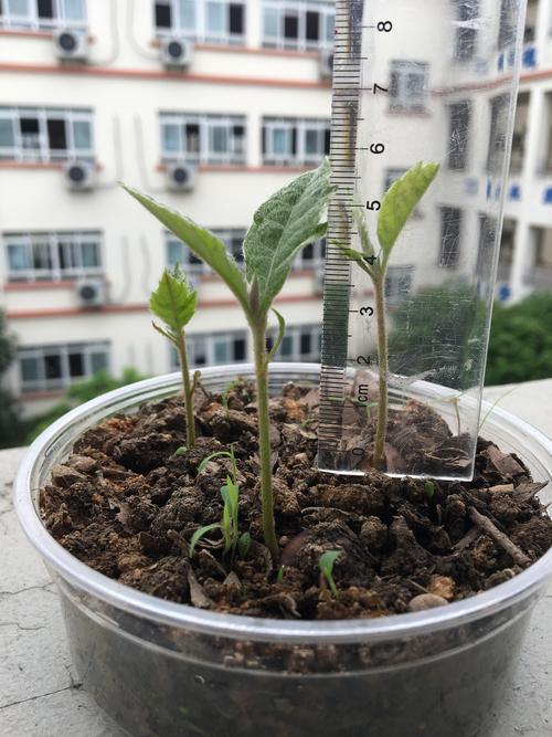 琵琶子种植方法，水果果籽种植方法视频。 琵琶子种植方法，水果果籽种植方法视频。 水果种植