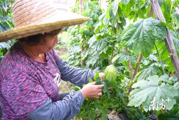 广东种植选择什么品种的种苦瓜，江门水果苦瓜种植基地在哪里。 广东种植选择什么品种的种苦瓜，江门水果苦瓜种植基地在哪里。 家禽养殖