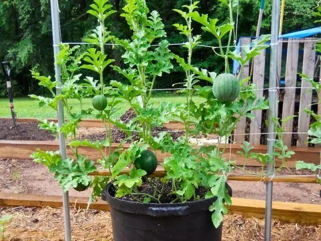 河南这样的气候什么水果适合盆栽，河南蔬菜水果种植基地。 河南这样的气候什么水果适合盆栽，河南蔬菜水果种植基地。 水果种植