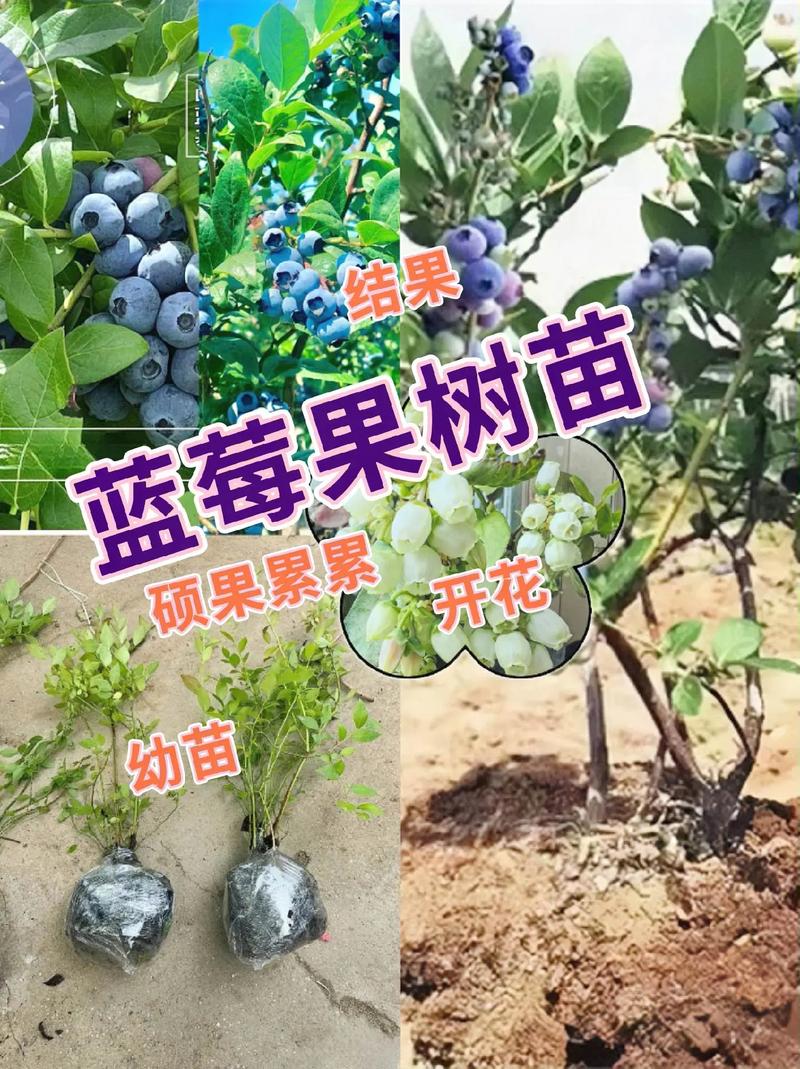 有同时适合南方和北方种植的水果吗？怎么种，北方温室种植南方水果可以吗。 有同时适合南方和北方种植的水果吗？怎么种，北方温室种植南方水果可以吗。 土壤施肥