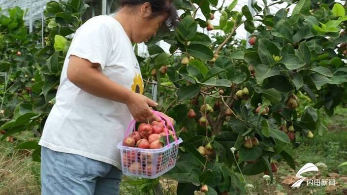 冰糖玉石榴是哪里的，深圳南澳水果种植基地在哪里。 冰糖玉石榴是哪里的，深圳南澳水果种植基地在哪里。 蔬菜种植