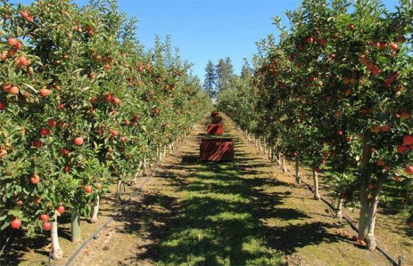 农村新开荒田10亩，种植什么果树赚钱快，买什么种植水果最赚钱呢视频。 农村新开荒田10亩，种植什么果树赚钱快，买什么种植水果最赚钱呢视频。 水果种植