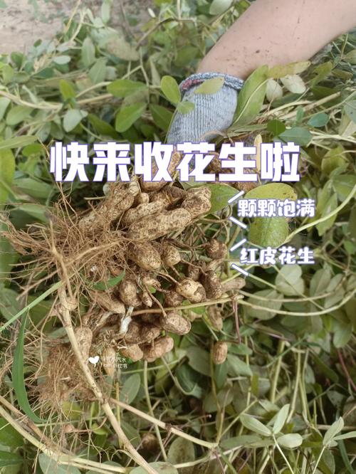 红皮花生怎么种植，红皮水果怎么种植视频。 红皮花生怎么种植，红皮水果怎么种植视频。 水果种植