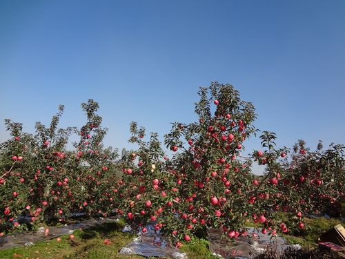 平原地区种植什么果树合适，平原能种植的水果有哪些。 平原地区种植什么果树合适，平原能种植的水果有哪些。 土壤施肥