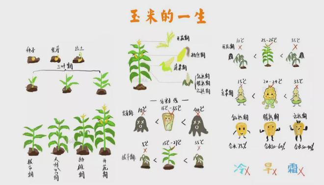 水果玉米的种植技术有哪些，如何巧妙地种植水果蔬菜。 水果玉米的种植技术有哪些，如何巧妙地种植水果蔬菜。 土壤施肥