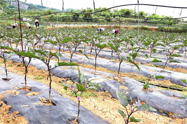 云南哪些地方适合大量种植茄子，水果胡萝卜玉溪种植视频。 云南哪些地方适合大量种植茄子，水果胡萝卜玉溪种植视频。 家禽养殖