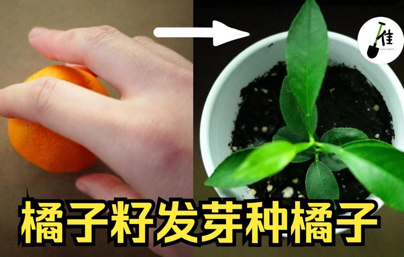 如何在家用吃完的橘子籽种植出橘子，水果籽种植方法盆栽视频。 如何在家用吃完的橘子籽种植出橘子，水果籽种植方法盆栽视频。 土壤施肥