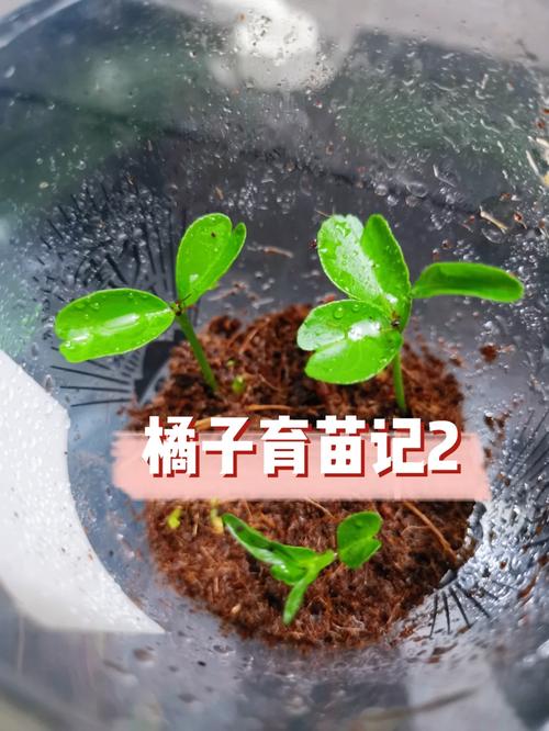 如何在家用吃完的橘子籽种植出橘子，水果籽种植方法盆栽视频。 如何在家用吃完的橘子籽种植出橘子，水果籽种植方法盆栽视频。 畜牧养殖