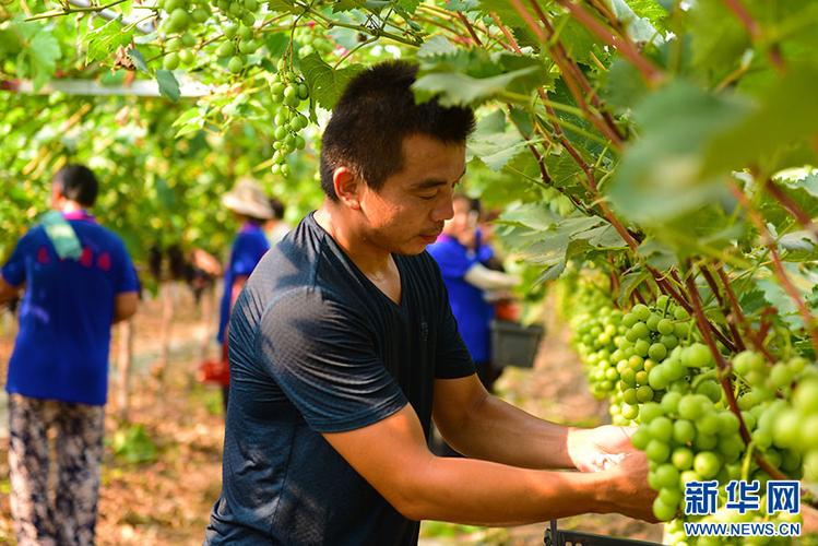 河南濮阳有什么特产，范县水果种植基地。 河南濮阳有什么特产，范县水果种植基地。 蔬菜种植