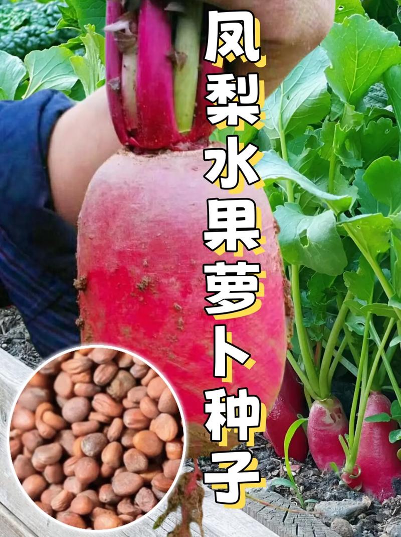 凤梨萝卜什么时候才能收获，水果种植采摘产业有哪些。 凤梨萝卜什么时候才能收获，水果种植采摘产业有哪些。 畜牧养殖