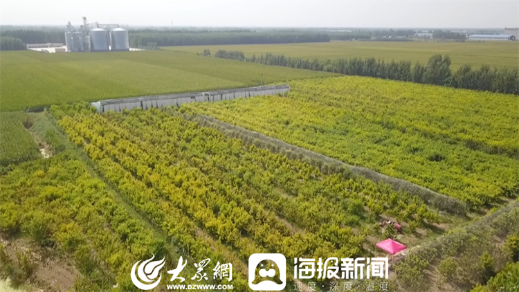 淄博市地形，山东齐河水果种植基地。 淄博市地形，山东齐河水果种植基地。 畜牧养殖