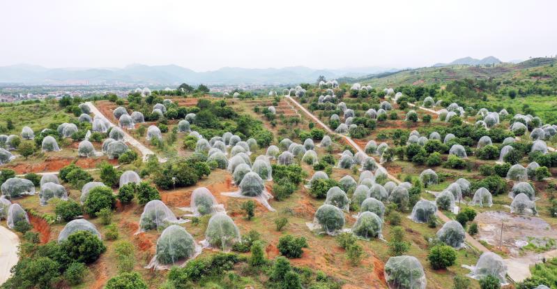 你认为云南什么农业项目在2019年最有前景，文山水果杨梅种植基地。 你认为云南什么农业项目在2019年最有前景，文山水果杨梅种植基地。 家禽养殖