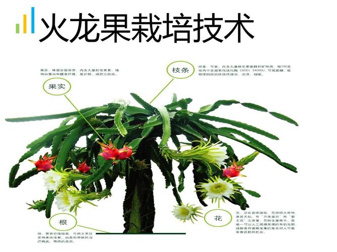 四川重庆地区怎样才能种好火龙果，重庆热带水果种植技术与管理。 四川重庆地区怎样才能种好火龙果，重庆热带水果种植技术与管理。 家禽养殖