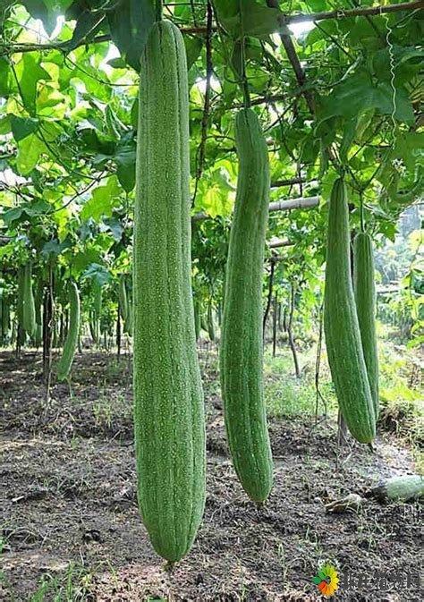 种植太空丝瓜的意义，太空水果怎么种植视频。 种植太空丝瓜的意义，太空水果怎么种植视频。 畜牧养殖