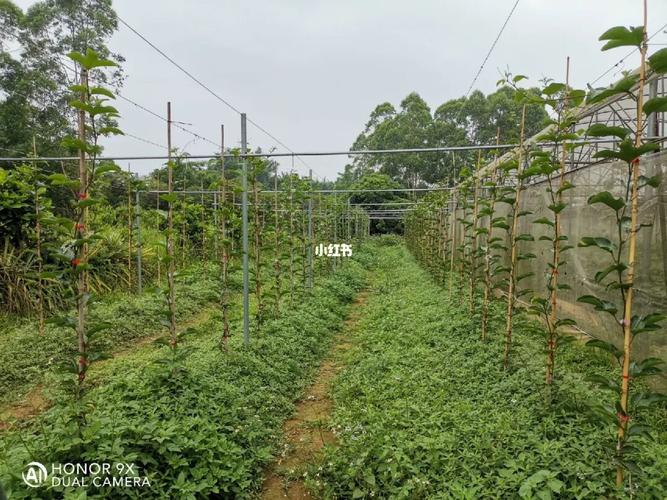 大棚种植百香果的优缺点，种植围墙水果树好吗视频。 大棚种植百香果的优缺点，种植围墙水果树好吗视频。 水果种植