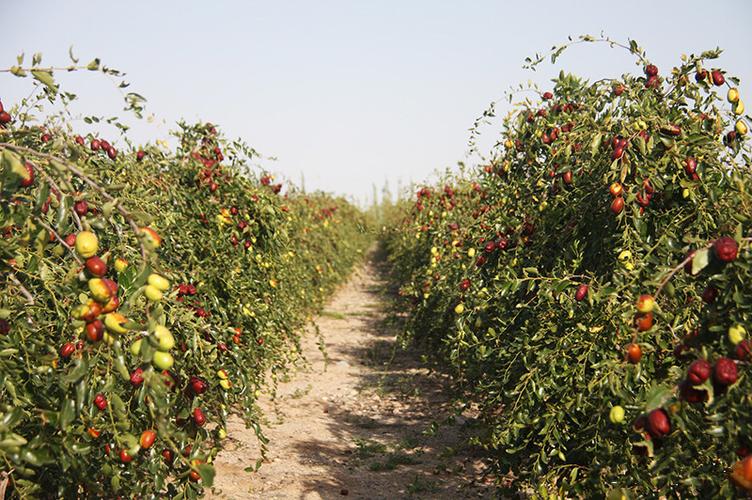 新疆什么水果比较多，新疆免费水果种植地方有哪些。 新疆什么水果比较多，新疆免费水果种植地方有哪些。 水果种植