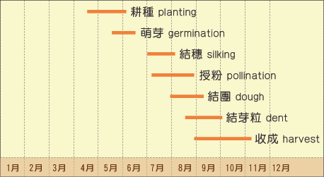 江西甜玉米播种时间，水果玉米江西种植时间表。 江西甜玉米播种时间，水果玉米江西种植时间表。 蔬菜种植