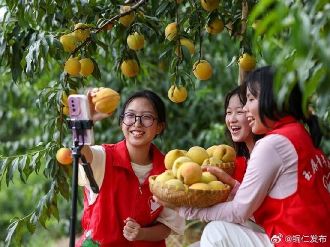 铜仁市重点建设项目，铜仁水果种植户有多少。 铜仁市重点建设项目，铜仁水果种植户有多少。 畜牧养殖