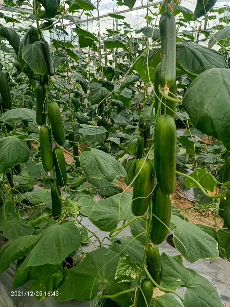 绿色蔬菜水果的种植问题有哪些，水果蔬菜怎么种植方法视频。 绿色蔬菜水果的种植问题有哪些，水果蔬菜怎么种植方法视频。 土壤施肥