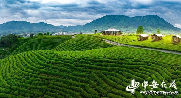 过两天要去宣城，宣城有哪些好玩的地方，旌德水果种植面积排名榜。 过两天要去宣城，宣城有哪些好玩的地方，旌德水果种植面积排名榜。 家禽养殖