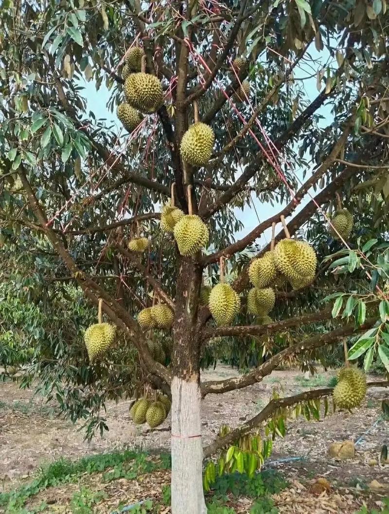 南阳地区可以种榴莲吗，南阳冬天水果种植时间。 南阳地区可以种榴莲吗，南阳冬天水果种植时间。 家禽养殖