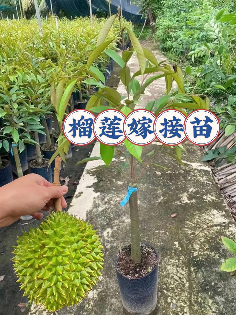 南阳地区可以种榴莲吗，南阳冬天水果种植时间。 南阳地区可以种榴莲吗，南阳冬天水果种植时间。 水果种植