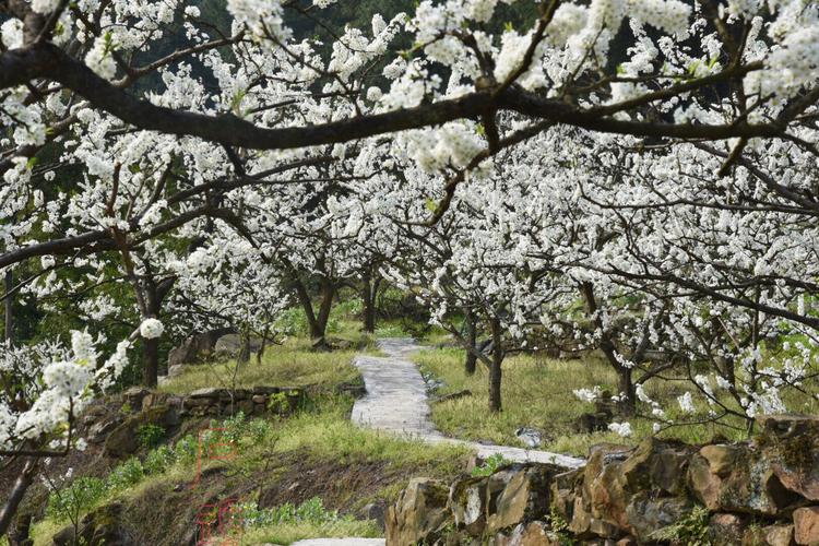 遵义3月赏花好去处，湄潭水果李子种植基地。 遵义3月赏花好去处，湄潭水果李子种植基地。 蔬菜种植