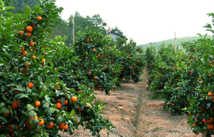 江苏地区种植什么果树划算，浙江高价格水果种植基地。 江苏地区种植什么果树划算，浙江高价格水果种植基地。 水果种植