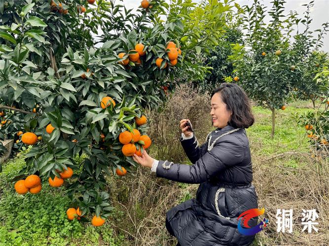 农民种植的瓜果，怎么与电商平台合作，网上种植水果技术怎么样。 农民种植的瓜果，怎么与电商平台合作，网上种植水果技术怎么样。 家禽养殖