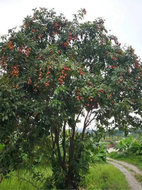 南海附近哪里有荔枝摘，福建哪里种植水果玉米多一点。 南海附近哪里有荔枝摘，福建哪里种植水果玉米多一点。 家禽养殖