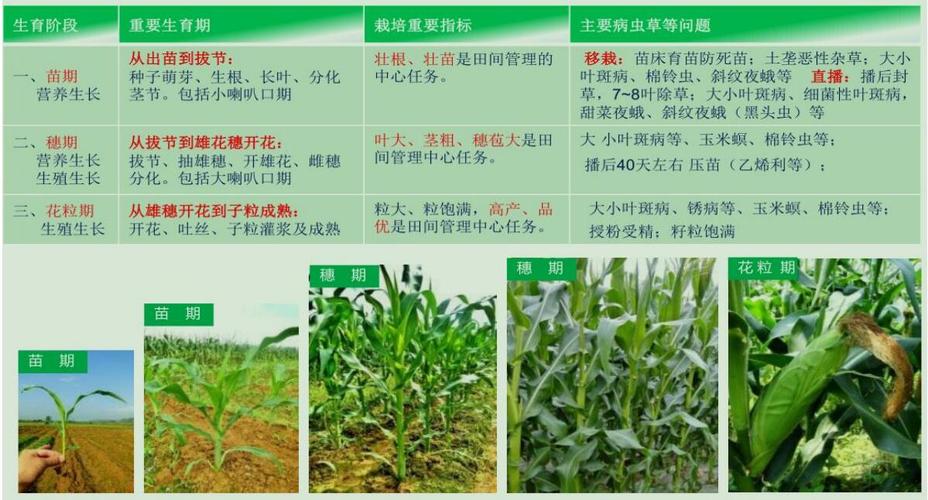 水果玉米种植技术管理方法，水果玉米种植技术与管理。 水果玉米种植技术管理方法，水果玉米种植技术与管理。 土壤施肥