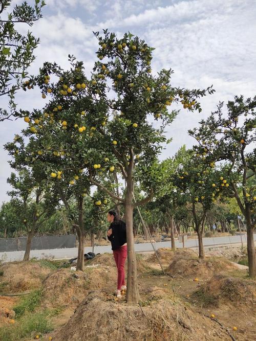 温州批发水果哪里最便宜，浙南适合种植什么水果树。 温州批发水果哪里最便宜，浙南适合种植什么水果树。 蔬菜种植