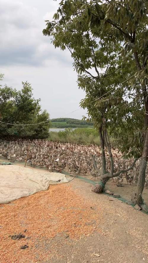 九鼎水库家禽养殖基地，九鼎水库家禽养殖基地地址。 九鼎水库家禽养殖基地，九鼎水库家禽养殖基地地址。 家禽养殖