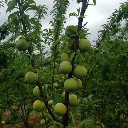 湖北哪些地方适合种植蜂糖李，宜昌可以种植的水果有哪些。 湖北哪些地方适合种植蜂糖李，宜昌可以种植的水果有哪些。 畜牧养殖