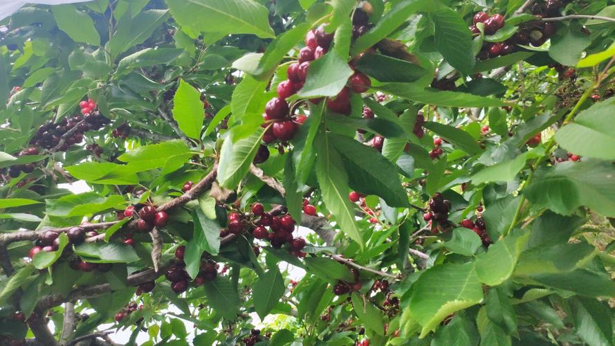 汉源适合种植什么水果，洪雅县水果种植面积。 汉源适合种植什么水果，洪雅县水果种植面积。 畜牧养殖