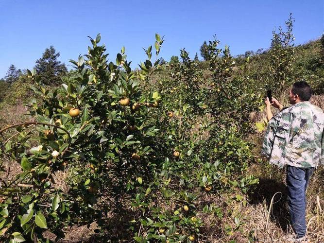 重庆地区适合种植什么果树，重庆农村种植什么水果最好。 重庆地区适合种植什么果树，重庆农村种植什么水果最好。 水果种植