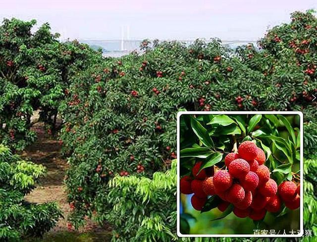 广东适合种植什么，在广东种植什么水果比较赚钱快。 广东适合种植什么，在广东种植什么水果比较赚钱快。 水果种植