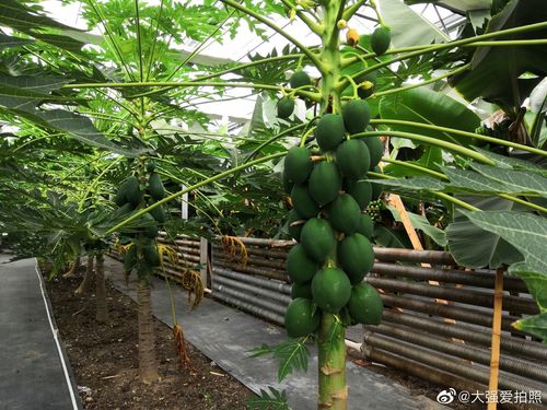 夏季高温棚适合种什么水果，天气好种植水果就好吃吗。 夏季高温棚适合种什么水果，天气好种植水果就好吃吗。 畜牧养殖