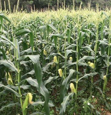 东北适合种植水果玉米吗，田间合适种植什么水果树。 东北适合种植水果玉米吗，田间合适种植什么水果树。 土壤施肥