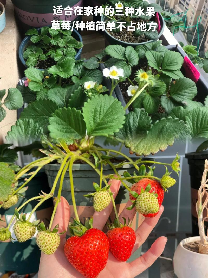 三年开花五年结果是什么水果，家里种植水果常年结果好吗。 三年开花五年结果是什么水果，家里种植水果常年结果好吗。 水果种植