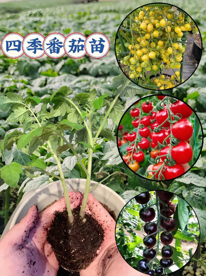 莳植
排名前20的水果,莳植
水果品种。 莳植
排名前20的水果,莳植
水果品种。 水果种植