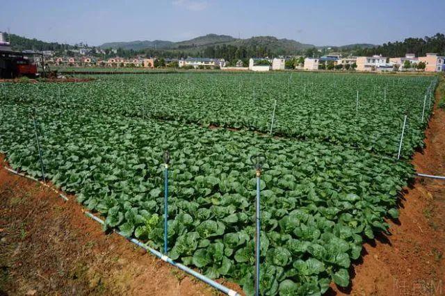 洛宁本地蔬菜种植面积，洛宁本地蔬菜种植面积多少。 洛宁本地蔬菜种植面积，洛宁本地蔬菜种植面积多少。 畜牧养殖