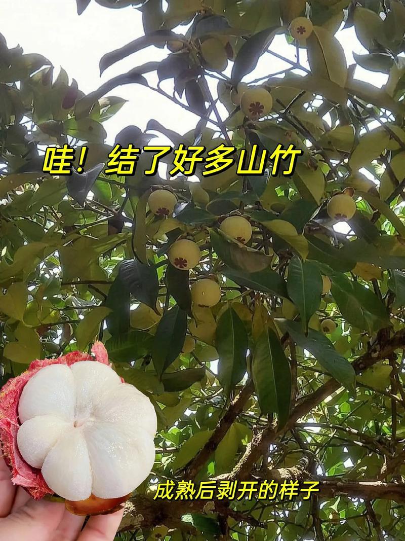 湖北襄阳可以种植山竹吗，襄阳买地种植水果赚钱吗。 湖北襄阳可以种植山竹吗，襄阳买地种植水果赚钱吗。 家禽养殖