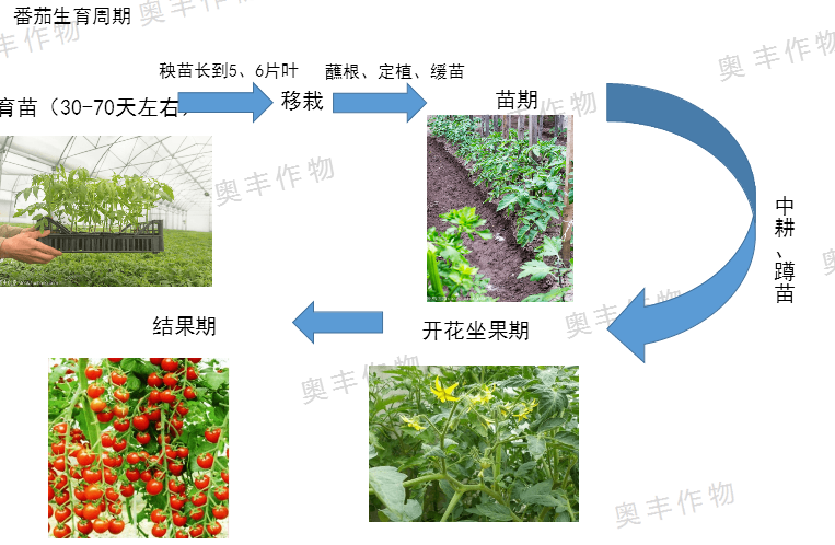 红贵妃水果番茄种植方法，大众水果的种植方法有哪些。 红贵妃水果番茄种植方法，大众水果的种植方法有哪些。 蔬菜种植