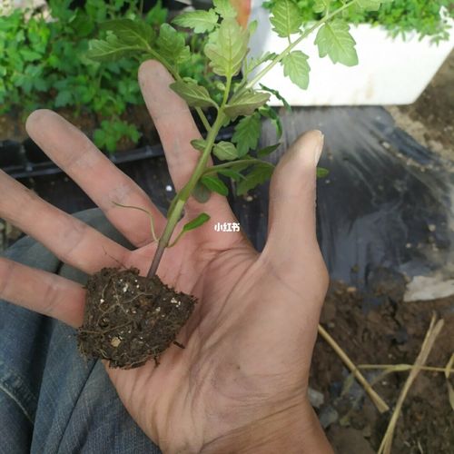 日光温室番茄定植后追肥应把握哪些重点，水果莲种植施肥视频教程。 日光温室番茄定植后追肥应把握哪些重点，水果莲种植施肥视频教程。 土壤施肥