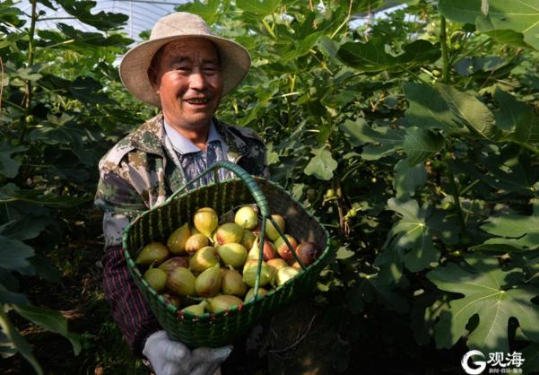 青岛有哪些地方批发水果，青岛蔬菜水果种植基地。 青岛有哪些地方批发水果，青岛蔬菜水果种植基地。 土壤施肥