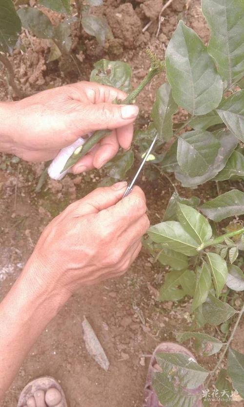 荔枝怎样嫁接视频黃皮籽怎样秧苗，种植荔枝水果的视频教程。 荔枝怎样嫁接视频黃皮籽怎样秧苗，种植荔枝水果的视频教程。 畜牧养殖