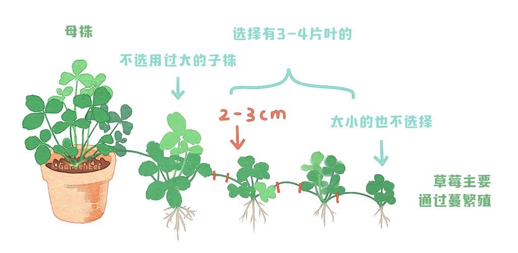 草莓怎么种果实才能不变形，水果种植草莓方法视频。 草莓怎么种果实才能不变形，水果种植草莓方法视频。 土壤施肥