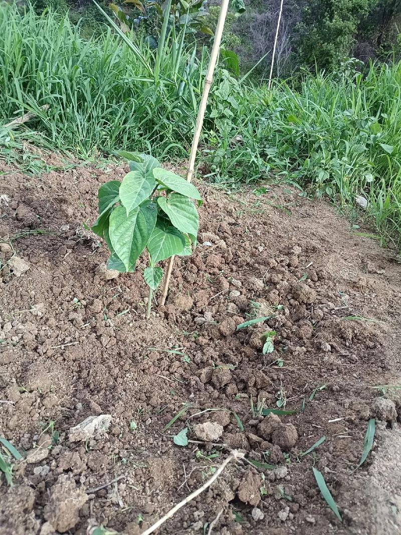 高原地区适合种什么果树，在西藏水果种植技巧和方法。 高原地区适合种什么果树，在西藏水果种植技巧和方法。 蔬菜种植